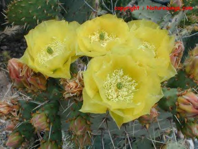 Opuntia_engelmannii